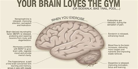 how to increase hippocampus volume.